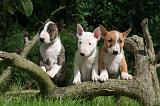 BULL TERRIER MINIATURE 187